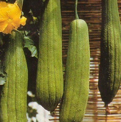 Free-Shipping-50-Big-Loofah-Sponge-Gourd-Seeds-of-Vegetables-Luffa-fibrous-Showy-Plant-Homemade-Soap.jpg_Q90.jpg_.webp