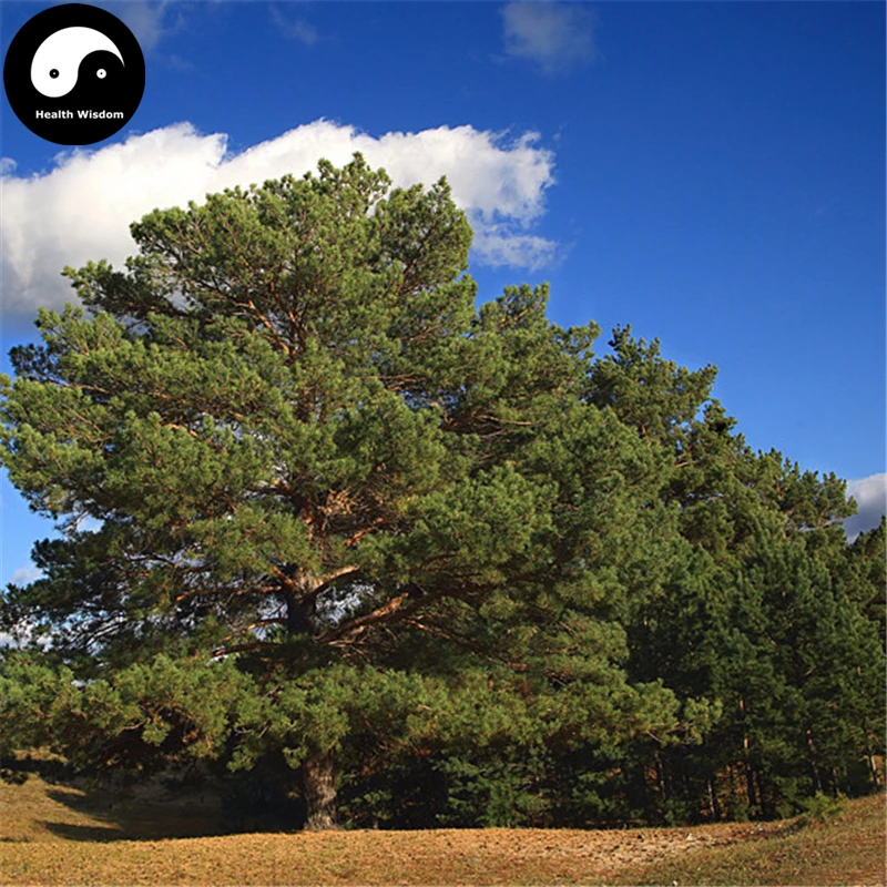 Купить Pinus Sylvestris Tree Semente 120 шт завод китайский Pinus Tree для Zhang Zi Song