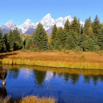 Cow Moose  Snake River  Grand Teton Np  Wy Poster Print (27 x 9)