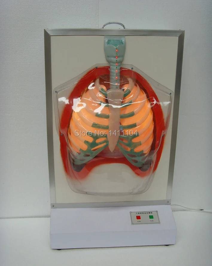 Model sistem respirasi manusia