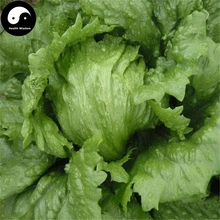 Buy Leaf Lactuca Vegetable Seeds 1200pcs Plant Green Salad Vegetables Lettuce