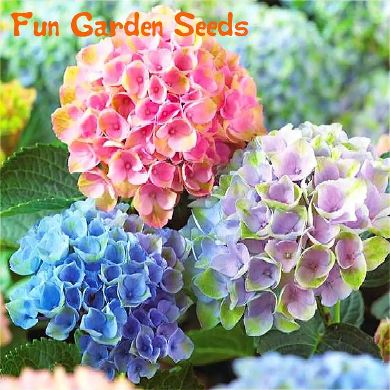 30pcs pack hydrangea seeds potted balcony planting romantic rainbow