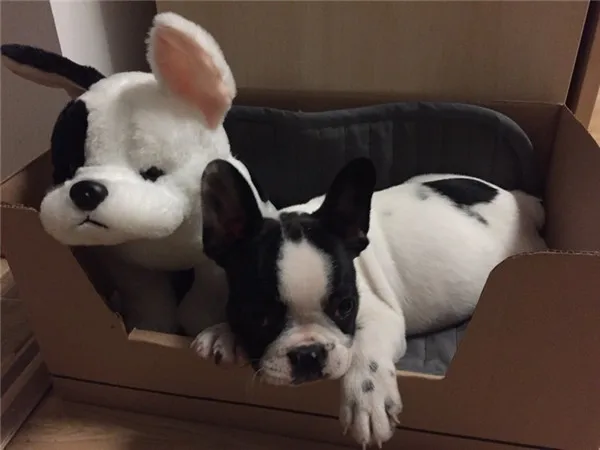 Lifelike cute vivid dogs plush toys - Customer showcase 8