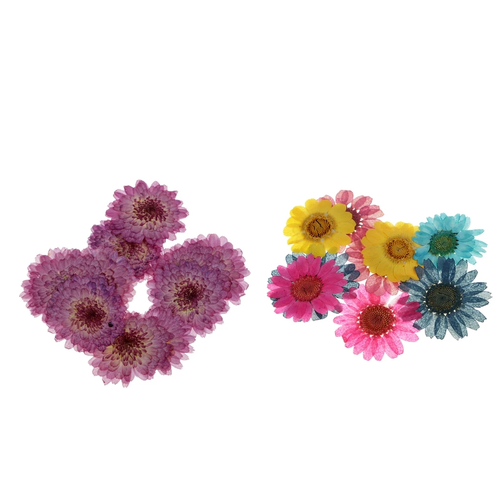 20pc Pressed Dried Flowers Real Chrysanthemum for DIY Scrapbooking Art Craft