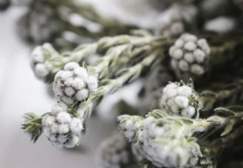

5pcs 30-40cm Length Dried Preserved Flowers Mini Cotton For Wedding Party Home Hotel Decoration DIY Bouquet Accessory