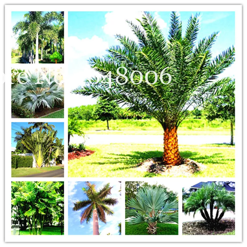 

20 Pcs Chinese Fan Palm Bonsai,Ornamental Plant Livistona Chinensis,Tall Evergreen Tree Fountain Palm Tree Bonsai Happy New Year