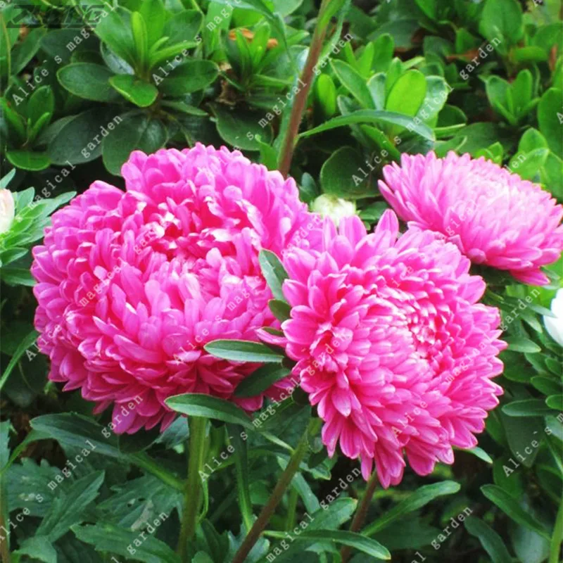 

ZLKING China Aster Flower Callistephus Chinese Strong Ability To Reproduce for Home Garden Plant 100 /bag