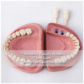 

DH/13004, Soft Gum no Screw 28pcs Teeth Standard K Study Model, @CMAM anatomicalmodels