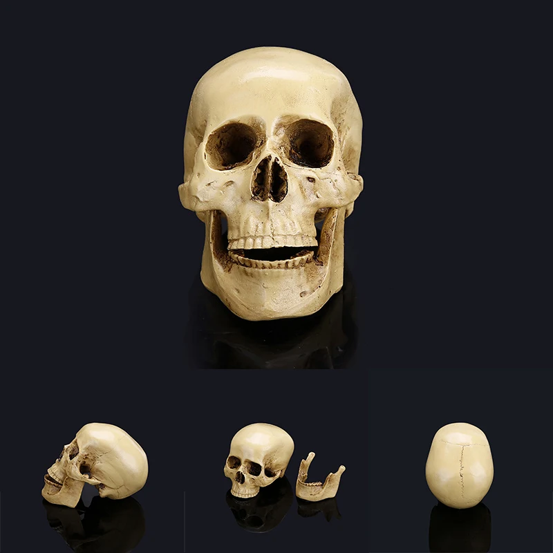 

Others Home &Amp; Living Head Hospital Anatomical Gifts Medical Teaching Resin Skeleton Student for Skull Statue Cranium Hand