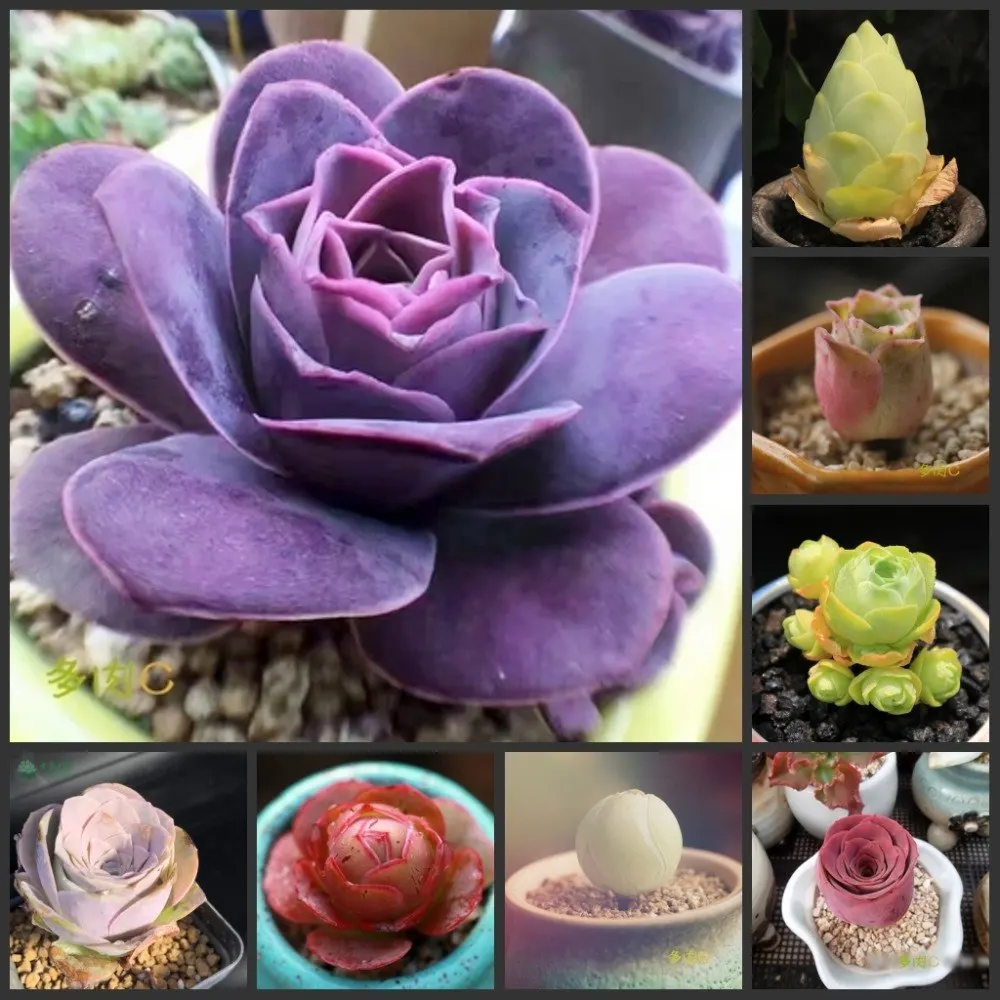 

100PCS Fresh Real " Greenovia " semillas - Bonsai Succulent Plant sementes (Shandimeigui)