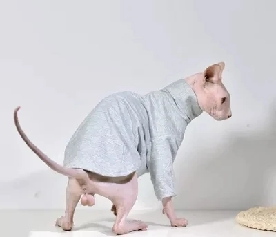 Свитер с двойным воротником и хомутом от Sphynx Cornish Rex Devon cat.ordinarycat| |