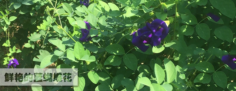 Чайный набор, кухонный чай,, 100 г, 500 г, 1500 г, чай Clitoria Terna, сухой цветок, тайская бабочка, Горох, чай, витамин А, чашка, комбинация