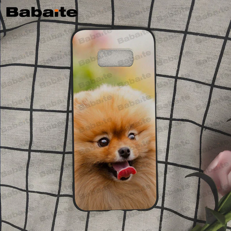Pomeranian dogs puppy