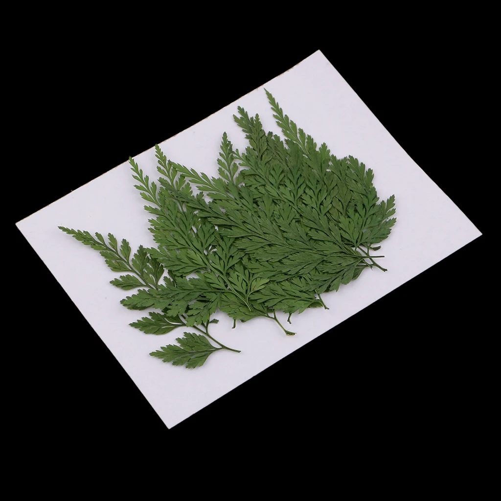 12pcs Pressed Dry Fern Leaves Dried Flowers DIY Phone Case Scrapbooking Card