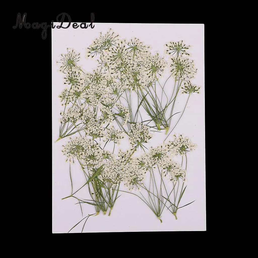Us 224 12 Off10pcs White Lace Flower Natural Real Pressed Dried Flower For Diy Craft Jewelry Making Handmade Resin Ornament In Artificial Dried