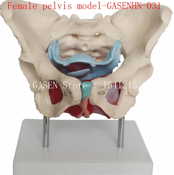 

Pelvic floor muscle model; Obstetrics and Gynecology; display teaching; teaching aid; medical Female pelvis model-GASENHN-031