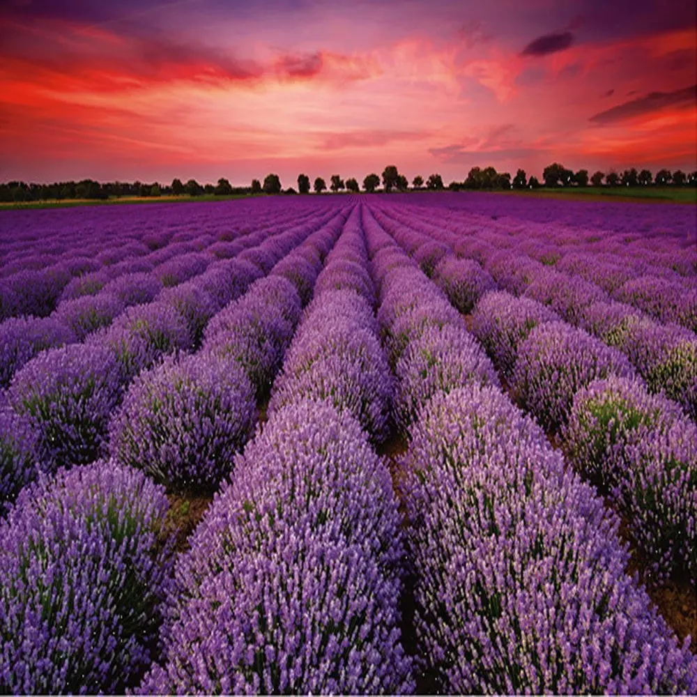 1000Pieces Unique France Provence Lavender Field Jigsaw Puzzle 1000pcs ...