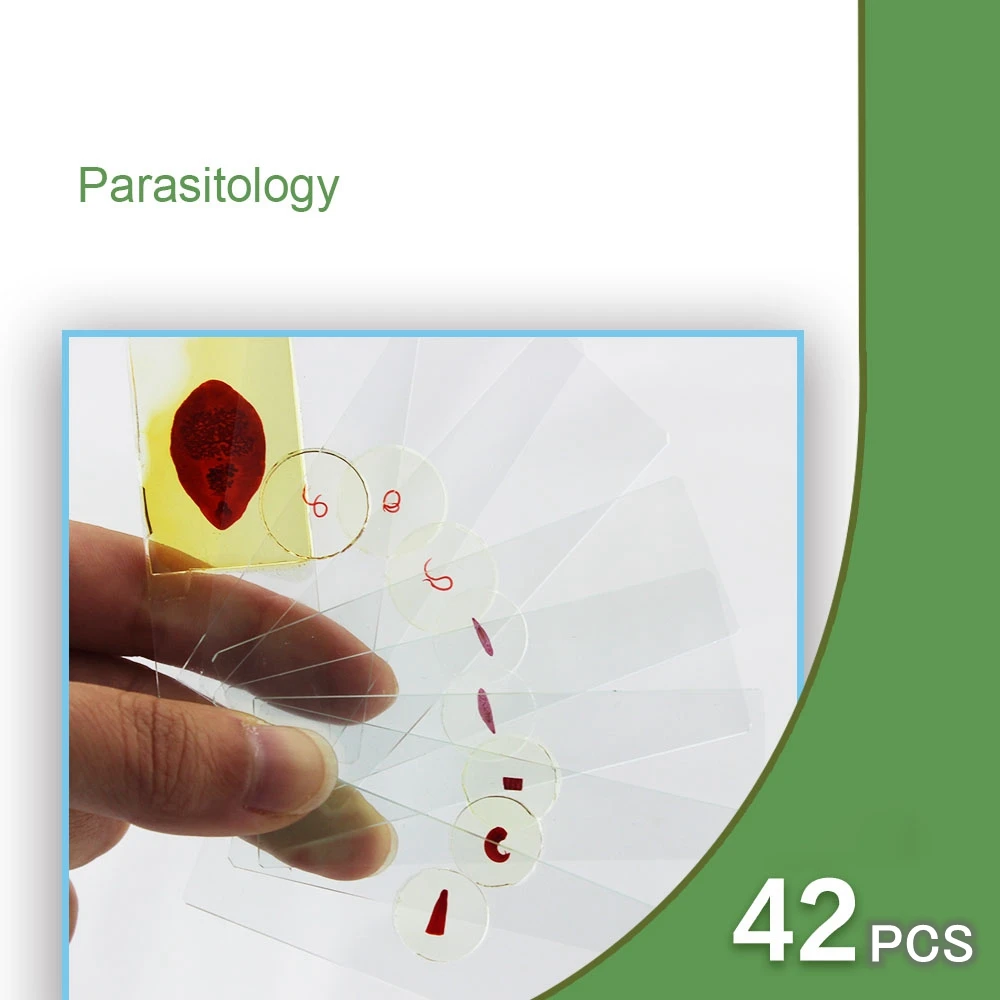 42 шт подготовлено паразитологический образец Scetion микроскоп слайды для биологии исследования