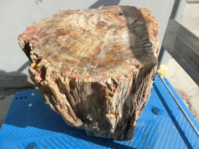 Compra Madera petrificada online al por mayor de China, Mayoristas de