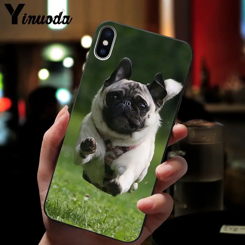 Cute pug dog