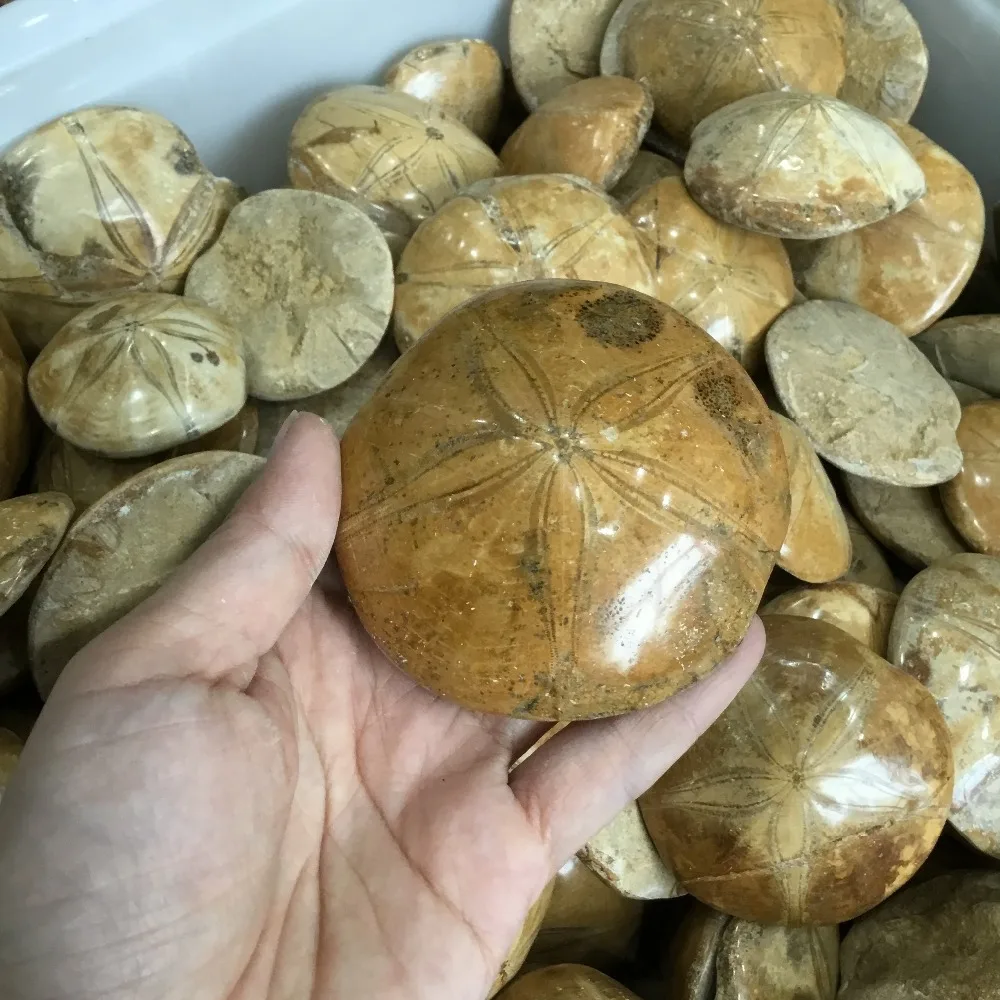 

Natural Polished Starfish Fossil Asteroid Stone Fossils