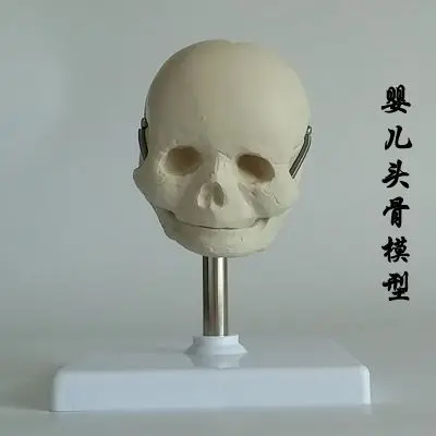 Модель Neonate skull Бесплатная доставка