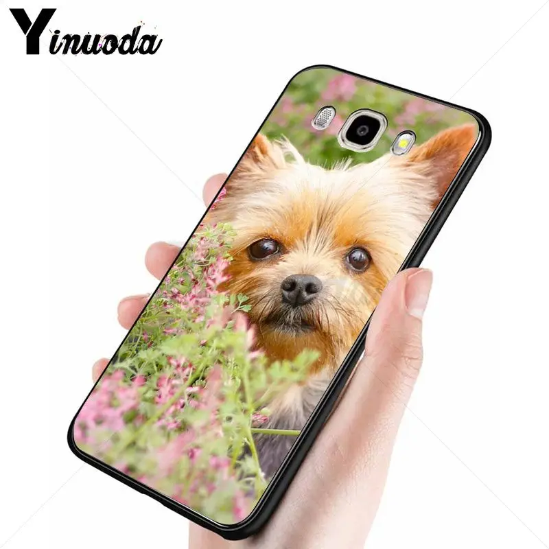 yorkshire terrier dog puppy 