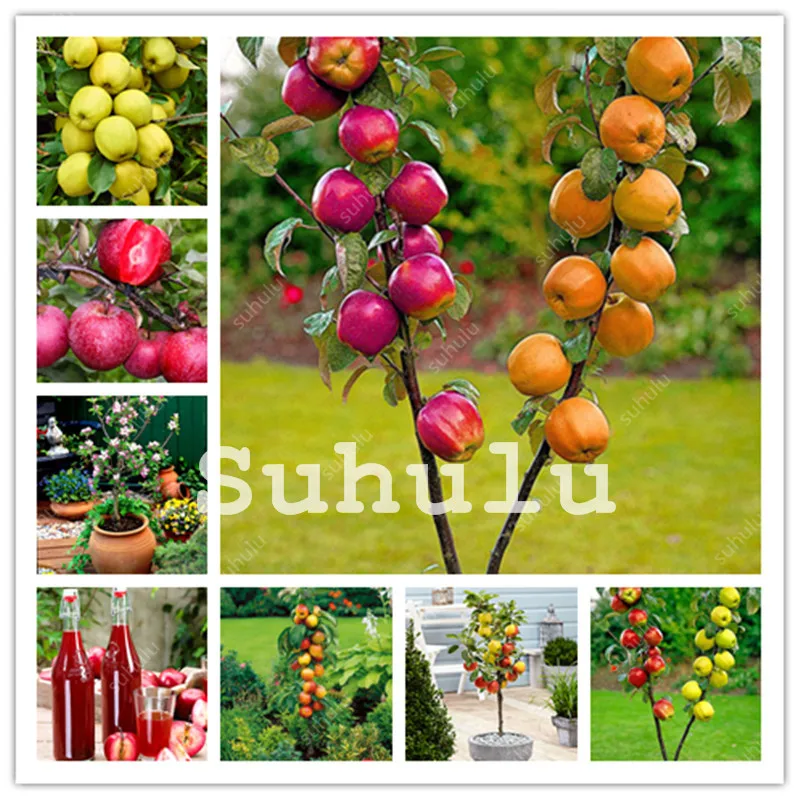 

50 Pcs Organic Dwarf Apple Tree Bonsai Rare Sweet Fruit Tree Four Season Sowing Rare Green Fruit Potted Healthy DIY Garden