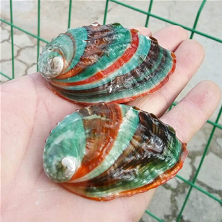 Natural Conch Shell Colorful Abalone Shell Fish Tank Aquarium Landscaping Wall Decoration 6-7 Cm Mediterranean Ornaments Crafts