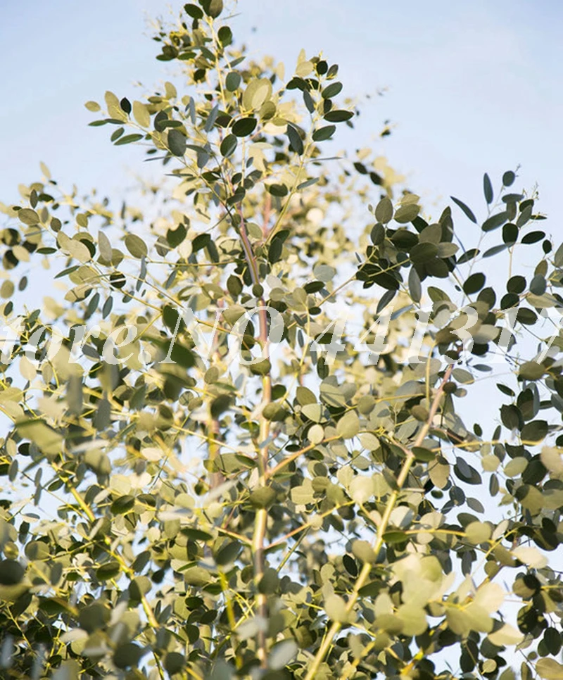 Big Eucalyptus Tree 100 Pcs 100 Genuine Ornamental Exotic Bonsai