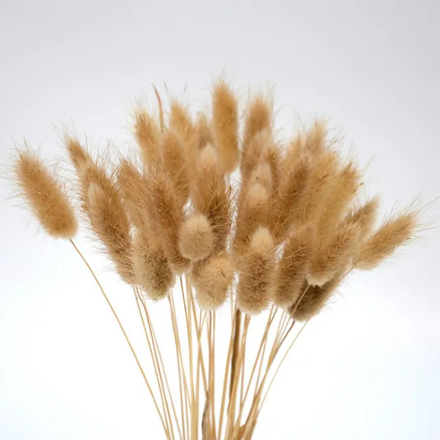 20 stems Dried Flower Bunny Tail Natural Plants Floral Rabbit Grass