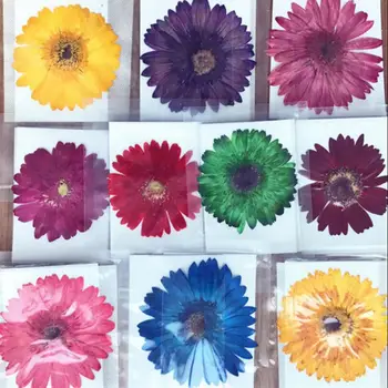 

5pcs Pressed Dried Gerbera Jamesonii Bolus Flower Plant Herbarium For Jewelry Postcard Bookmark Phone Case Invitation Card DIY