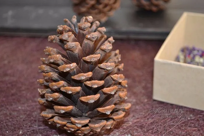 Natural-pine-cones-pine-cone-8cm-shooting-decorative-artificial-flowers-dried-flos-Yunnan-dried-flowers-really