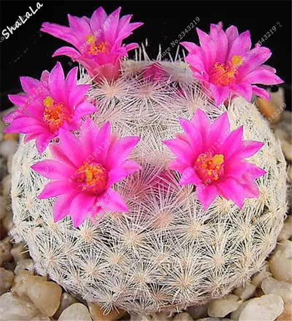 AA7A18A63F21EFC6F04F5E41A269031E