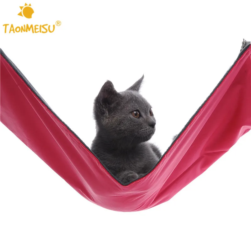 Chinchilla Pets At Home Price Chinchilla Pets At Home Price