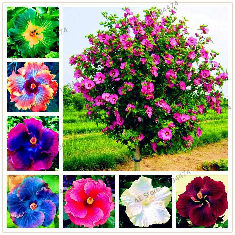100pcs/bag24 colors giant hibiscus seeds Dinnerplate Hibiscus ... 100pcs/bag24 colors giant hibiscus seeds Dinnerplate Hibiscus ...