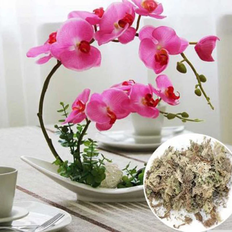 

20*12cm Sphagnum Moss Garden Sphagnum Moss Moisturizing Nutrition Organic Fertilizer For Phalaenopsis Orchid Musgo Sphagnum