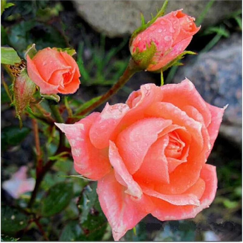 Red Flower Diy Diamond Painting Flowers Full Diamond Embroidery Chinese Rose Square Diamond Mosaic Full Pictures Of Beads