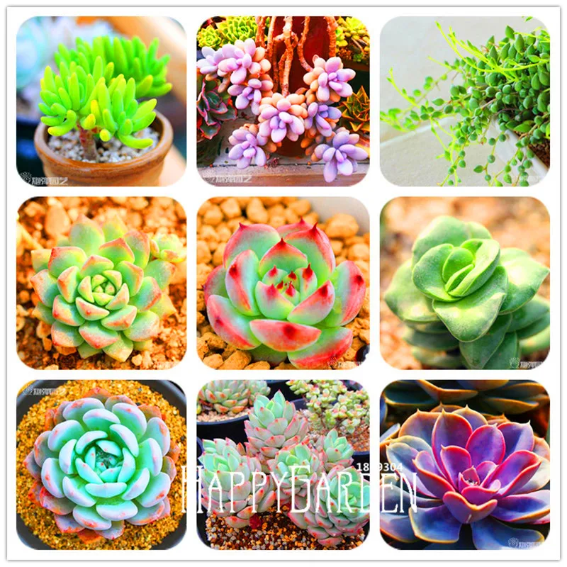 

Time-Limit!!10pcs/Bag 99 Kinds to choose Lithops garden Succulents plant Pseudotruncatella Office Bonsai Flower flores,#LBDHPX