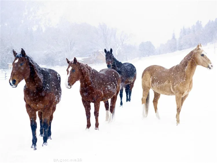 

horses Christmas DIY 5D Full Diamonds Embroidery square Diamond Painting Cross Stitch Kits Diamond Mosaic Home Decoration