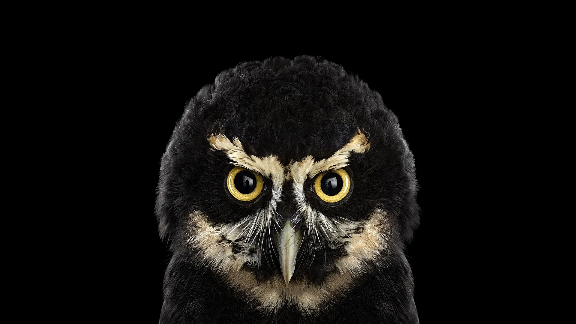 Toko Online Owl Fotografi Koleksi Poster Dekorasi Rumah