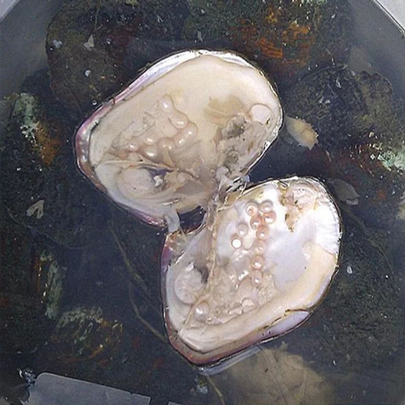 

20-30pcs Pear one clam Vacuum pack Oyster Freshwater Pear Wholesale 3-10MM Natural Pearl Live broadcast 2019 New Fashion