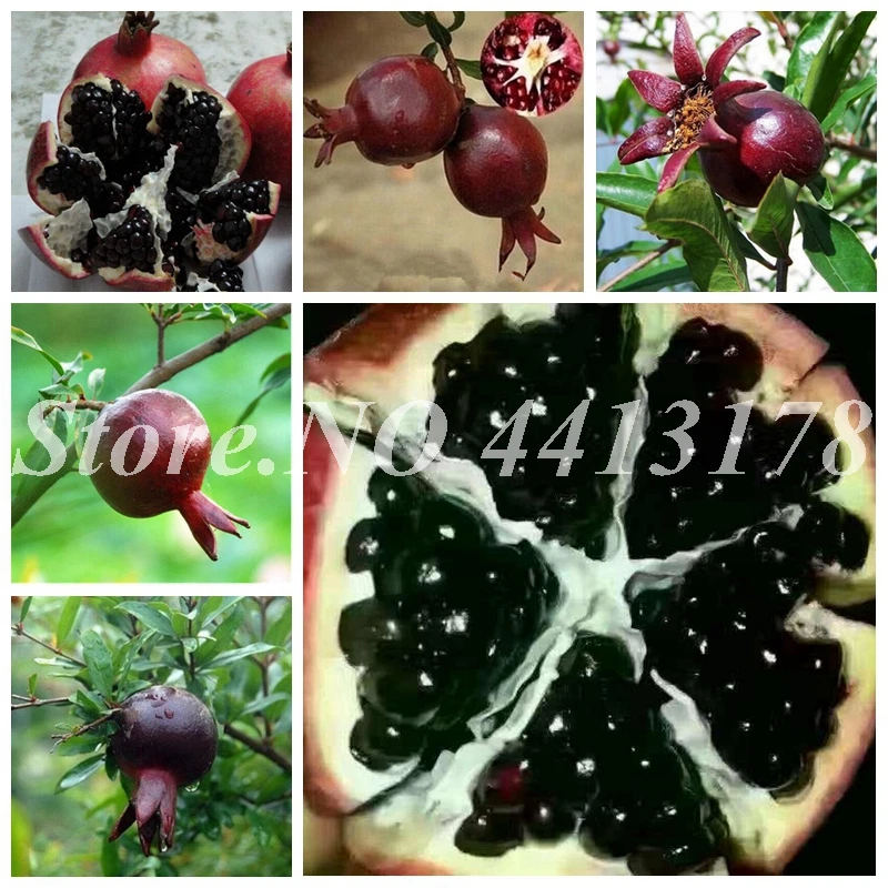 

Imported Perennial Fruit Tree Rare Black Pomegranate Fruta 20 pcs Fruits Red Flower Plant Very Delicious for Home Garden Decor