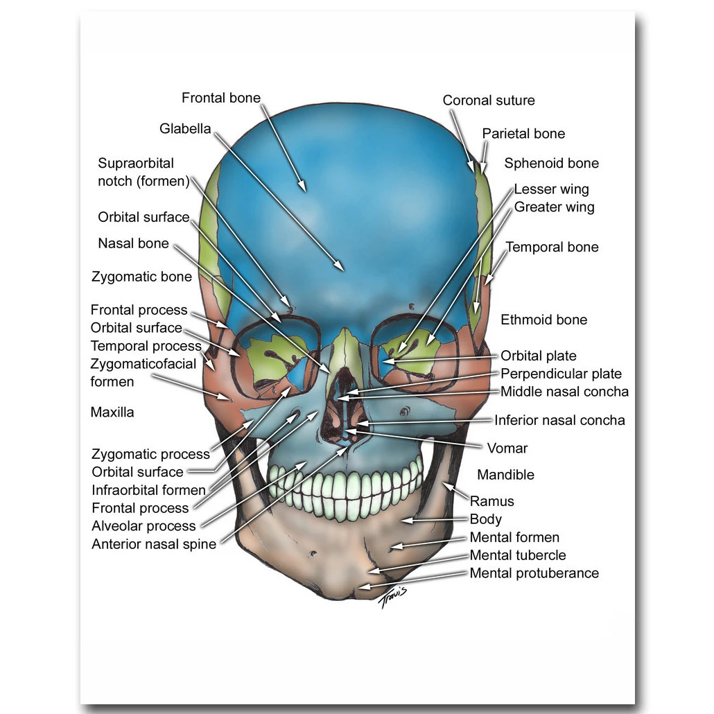 regenval Hesje neem medicijnen Menselijke Anatomie Schedel En Botten Art Zijde Doek Poster Print 25X20  24X30 Inch Body Kaart Foto 'S voor Medisch Onderwijs 004|poster print|cloth  posterart print - AliExpress