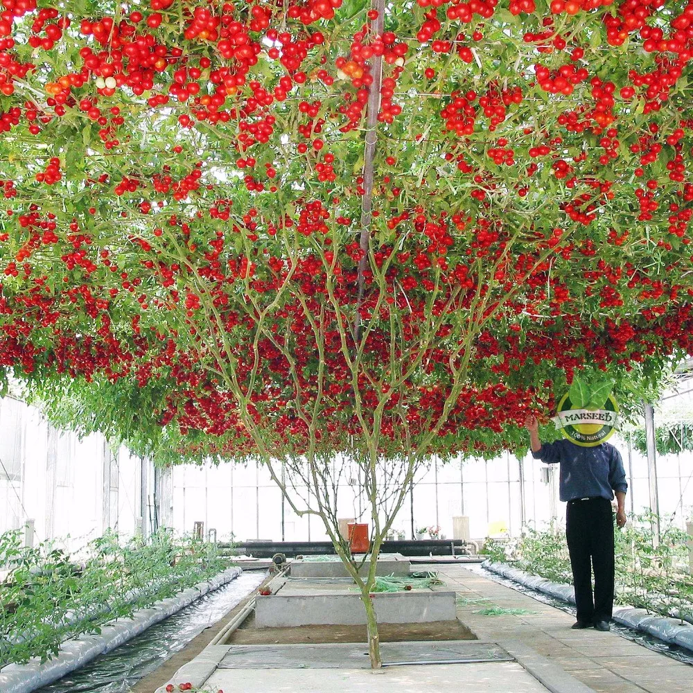 Aliexpress.com : Buy 20 Italian Tree Tomato *RARE HEIRLOOM!!* SEEDS OF ...
