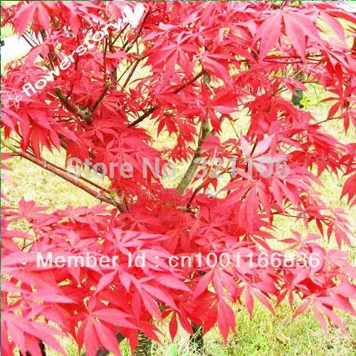 50 Passionate Japanese Red Maple 'Bamboo Leaf' Seedsin Bonsai from