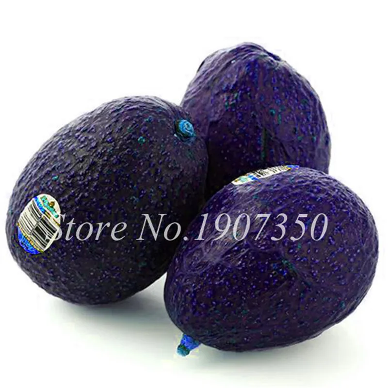 10Pcs Avocado Seeds Best Seeds Online Free Shipping Worldwide