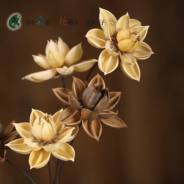 1pcs Hibiscus Dry Lotus Yunnan Dried Flowers Simulation Flower 1pcs Hibiscus Dry Lotus Yunnan Dried Flowers Simulation Flower Arrangement Ground Is Decorated