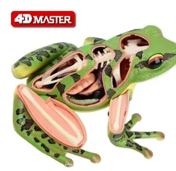 4D Master frog specimen anatomy model visceral skeleton assembly model 4d master stem anatomy model gummi bear skeleton anime figure adults kids gifts science animal model