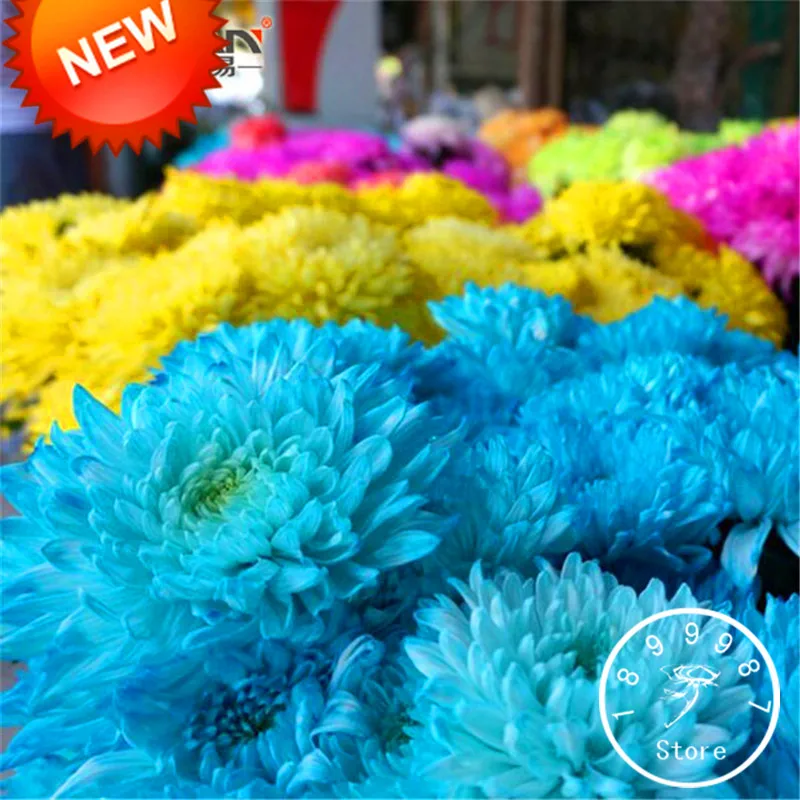 

Big Sale!100 pcs/Lot Rare Blue Chrysanthemum bonsai Beautiful Morifolium flores DIY Gardening Flower Potted Plant,#88YPA8